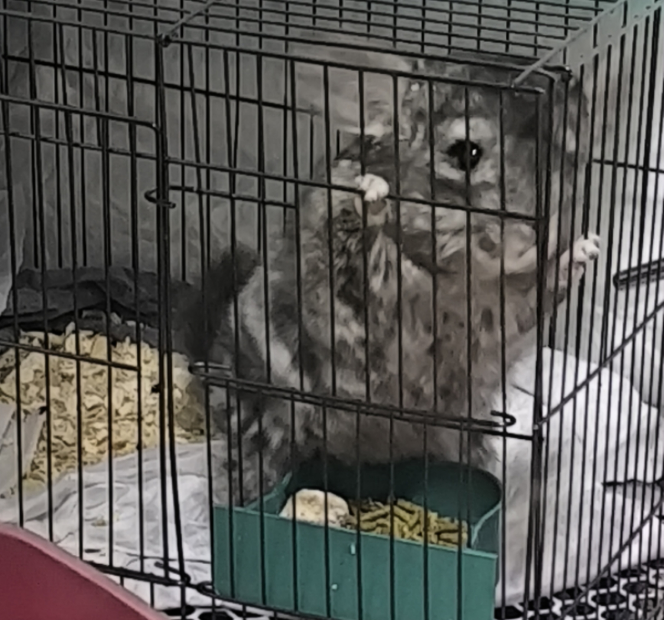 可爱的龙猫